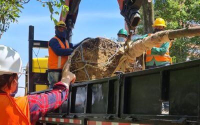 98 árboles serán protegidos en El Poblado