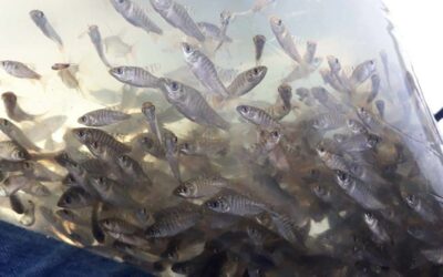 En Puerto Nare realizan gestión para el repoblamiento de alevinos en la Ciénaga de la India