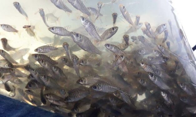 En Puerto Nare realizan gestión para el repoblamiento de alevinos en la Ciénaga de la India