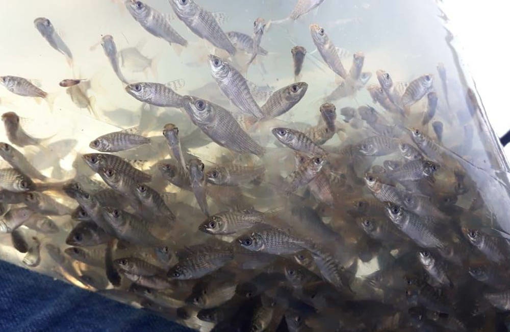 En Puerto Nare realizan gestión para el repoblamiento de alevinos en la Ciénaga de la India