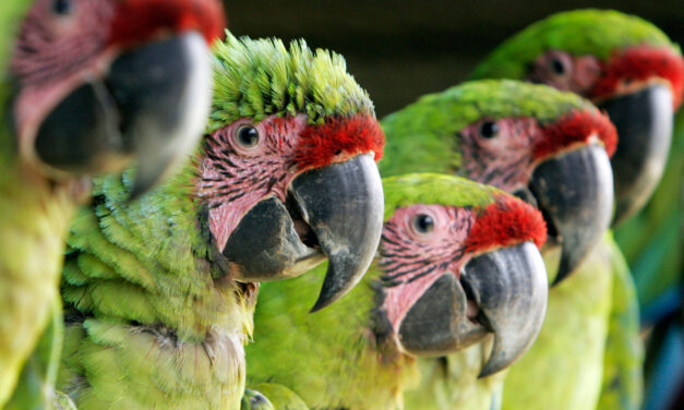 Se fortalece la protección y conservación de la fauna silvestre