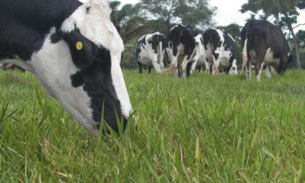 Antioquia fortalece la reactivación del sector lácteo