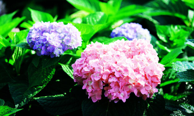 Peque, comprometido con el cuidado de su fauna y flora