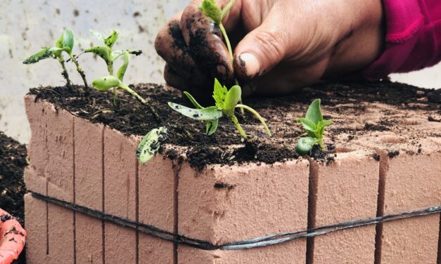 Sustratos alternativos para reemplazar el uso de bolsas plásticas