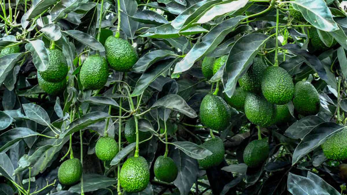 Secretaría de Agricultura apoyará a productores de aguacate hass en Peque