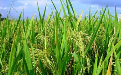 Yondó apoya el campo