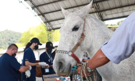 “Adopta un caballo, transforma una vida” el nuevo proyecto de El Santuario