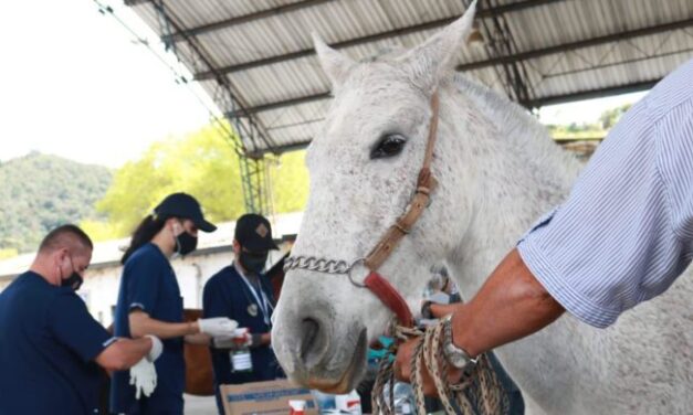 “Adopta un caballo, transforma una vida” el nuevo proyecto de El Santuario