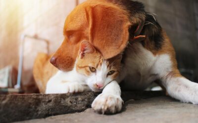 Área Metropolitana inicia jornadas de esterilización de perros y gatos