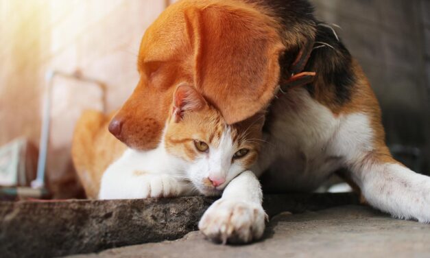 Área Metropolitana inicia jornadas de esterilización de perros y gatos