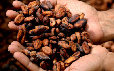 “La Ruta del Cacao” el turismo sostenible que se podrá recorrer en el Oriente