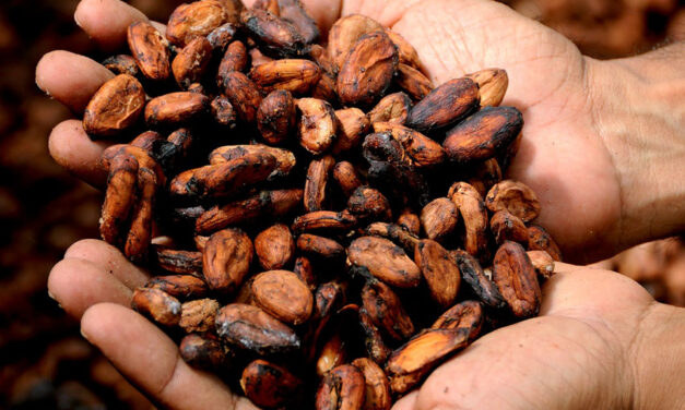 “La Ruta del Cacao” el turismo sostenible que se podrá recorrer en el Oriente