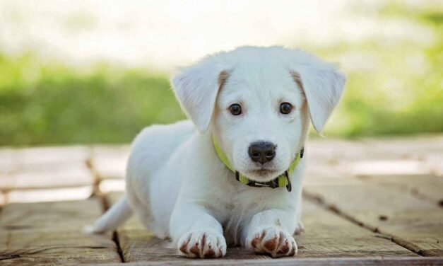 Adoptar un perro es un acto de humanidad