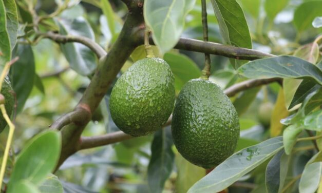 Está en marcha planta empacadora de aguacate para Urrao