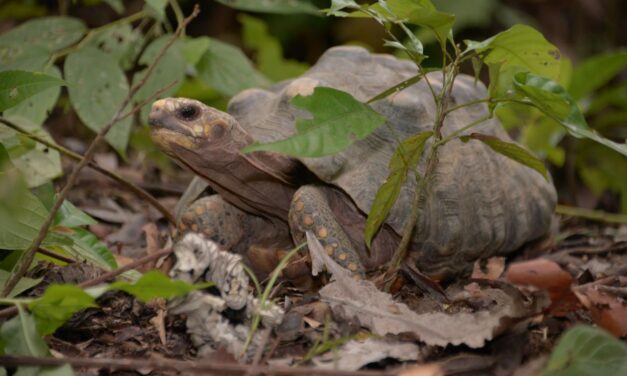 Regresó a la libertad a un perezoso y 60 tortugas morrocoy