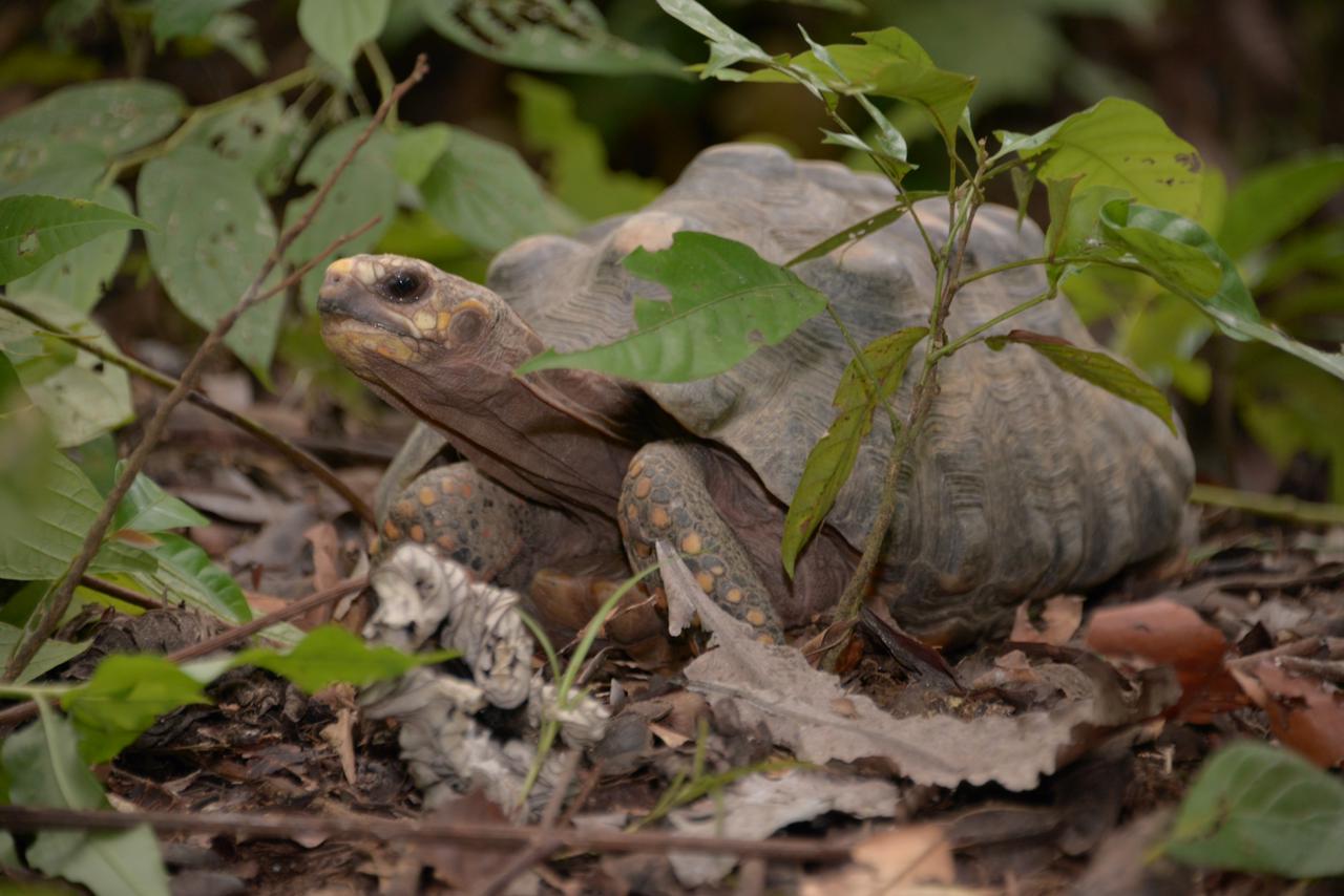 liberacion-tortugas-boletin-2 Regresó a la libertad a un perezoso y 60 tortugas morrocoy