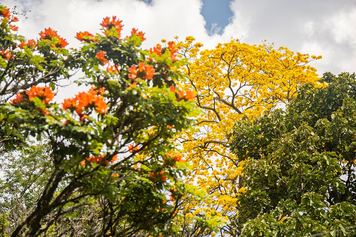 temporada-de-guayacanes-en-medellin-8 Más de 200 árboles y palmas reciben tratamiento especial en Medellín