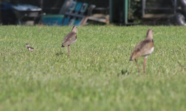 Nacen tres polluelos en Unidad Deportiva de Belén