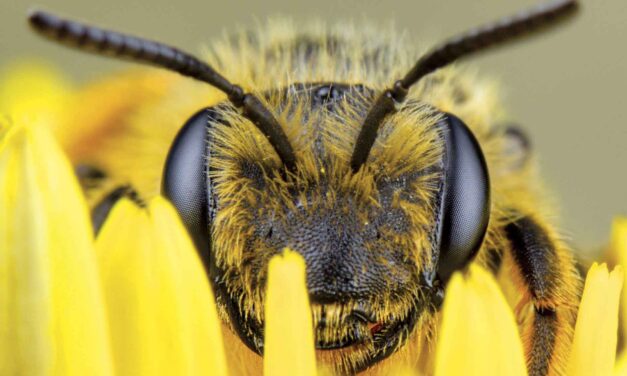 Conozcamos las características de las abejas