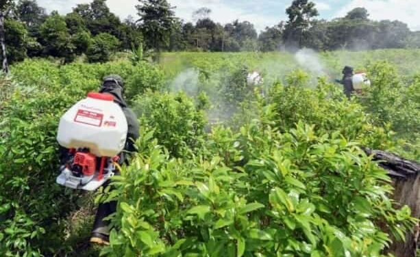 Informe especial: De norte a sur y de oriente a occidente: así crecieron los cultivos de coca en Antioquia