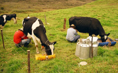 En el Norte de Antioquia se está buscando solución para el sector lechero