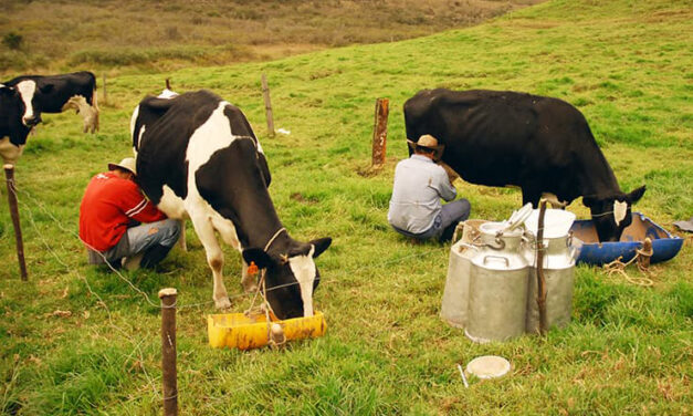En el Norte de Antioquia se está buscando solución para el sector lechero