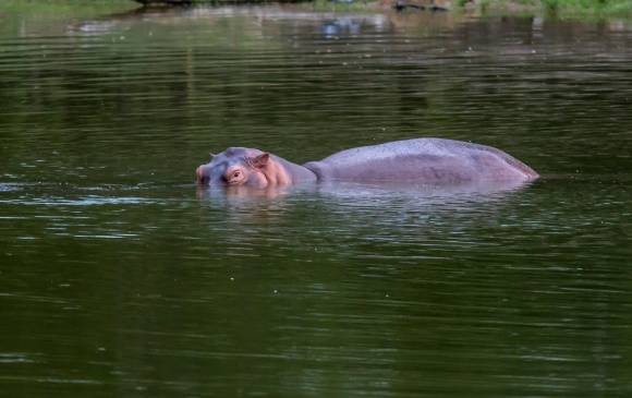 Con anticonceptivos esterilizarán a hipopótamos en el Magdalena Medio