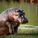 En Estados Unidos buscan incidir en el futuro de los hipopótamos del Magdalena Medio