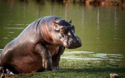 En Estados Unidos buscan incidir en el futuro de los hipopótamos del Magdalena Medio
