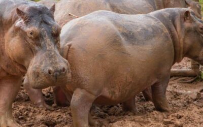 Inició el proceso de inmunocastración de los hipopótamos en el Magdalena Medio