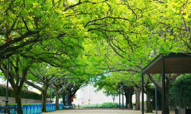 Más de 3.300 árboles han sido sembrados en Medellín