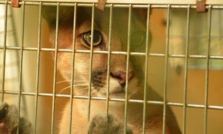 Trasladan a Puma rescatada en Antioquia
