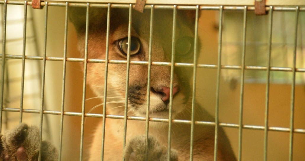 Trasladan a Puma rescatada en Antioquia