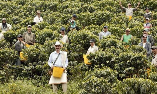 “Café Región” una estrategia que brinda oportunidades a los caficultores