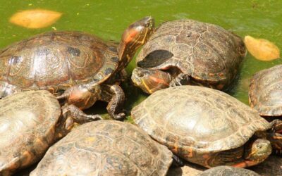 Hoy serán liberadas 64 tortugas en Puerto Triunfo