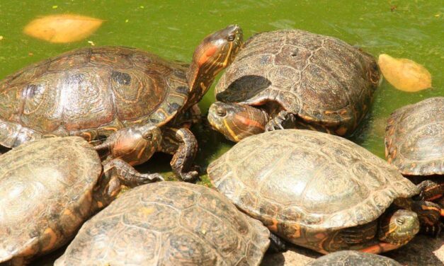 Hoy serán liberadas 64 tortugas en Puerto Triunfo