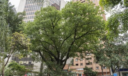 Con 210.300 árboles, Corantioquia superó la meta de siembra