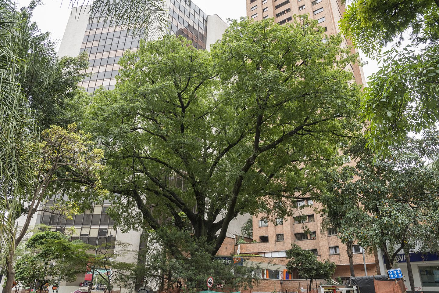 Con 210.300 árboles, Corantioquia superó la meta de siembra