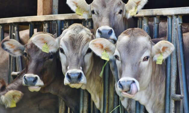 Nace la asociación CORAGOA en el occidente antioqueño