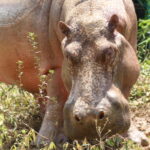 Cornare se pronuncia frente ataque de hipopótamo en La Dorada