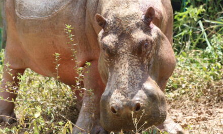 Cornare se pronuncia frente ataque de hipopótamo en La Dorada