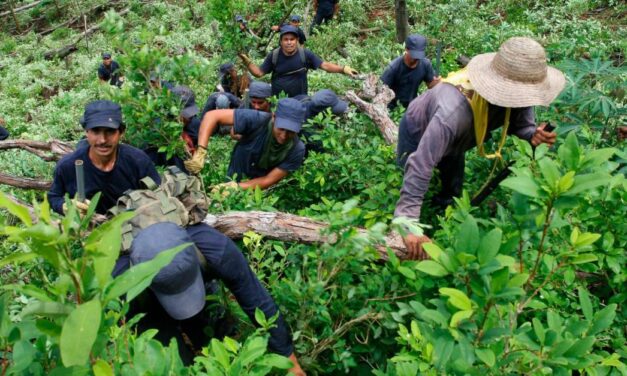 En Antioquia se establece ruta de protección para 11.563 familias que sustituyen cultivos ilícitos
