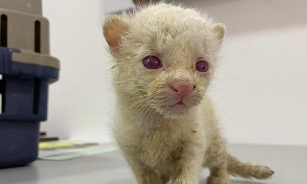 Primer caso en Colombia de felino silvestre albino se registró en Amalfí