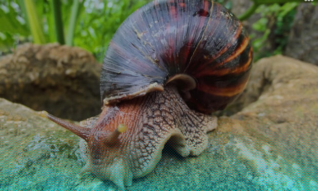 Las especies exóticas invasoras afectan las especies nativas