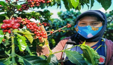 De manera positiva avanza el Plan Cosecha en el Suroeste