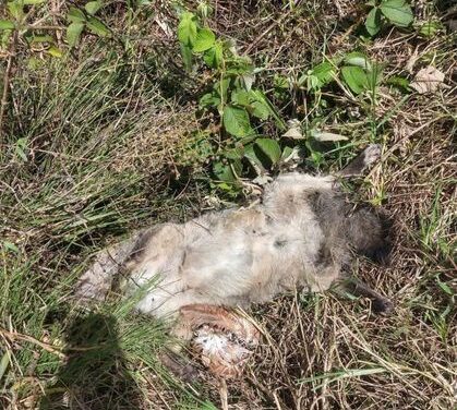 En Marinilla estarían envenenando zorros