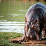 En Colombia será declarado el hipopótamo como especie invasora