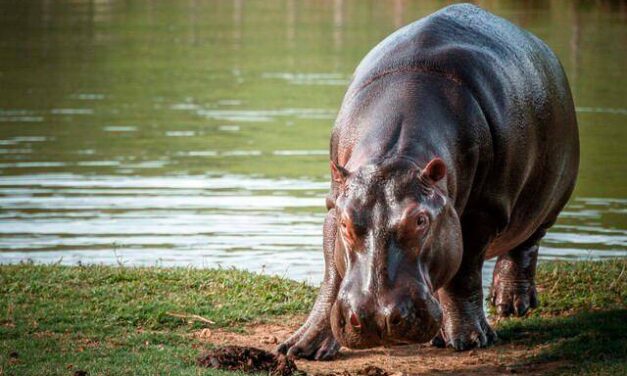 En Colombia será declarado el hipopótamo como especie invasora