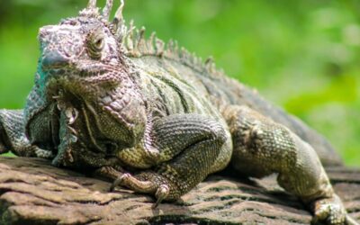 Durante Semana Santa, las autoridades intensificarán operativos de control de tráfico de fauna y flora