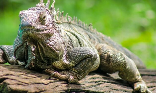 Durante Semana Santa, las autoridades intensificarán operativos de control de tráfico de fauna y flora